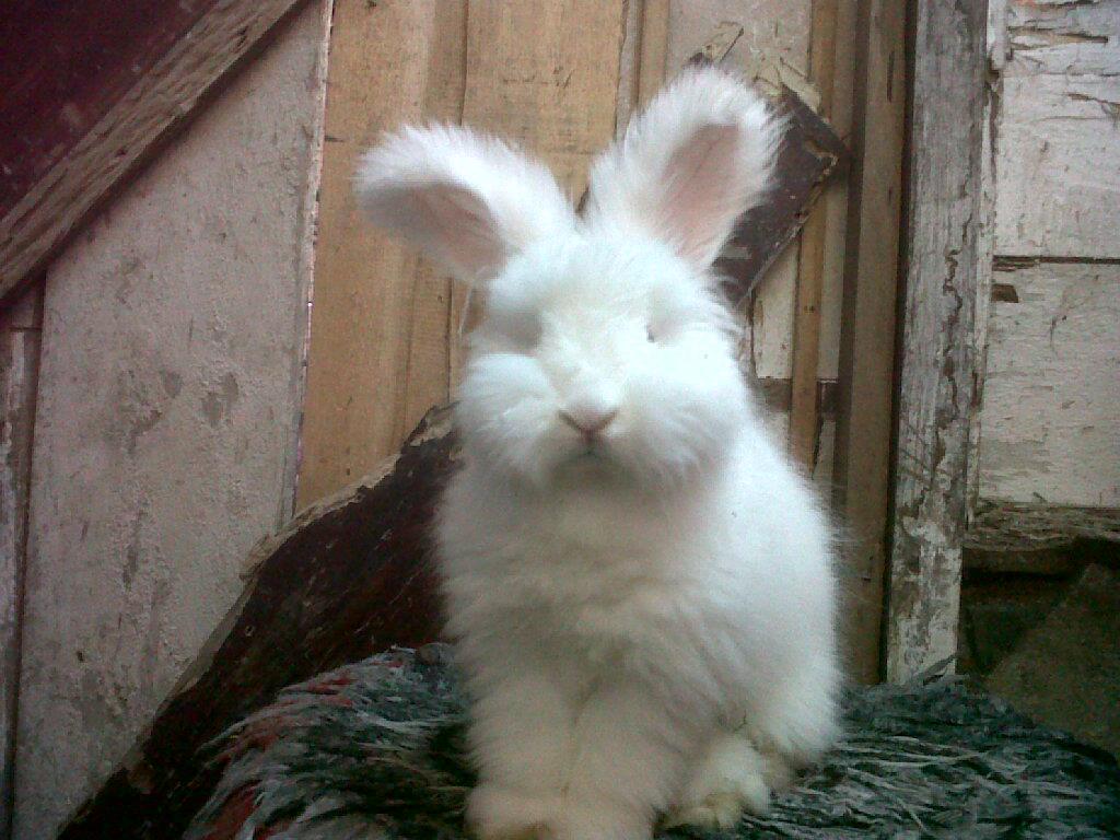 English Angora